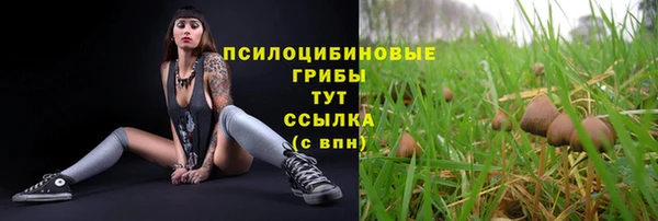 хмурый Аркадак