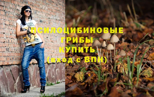 хмурый Аркадак
